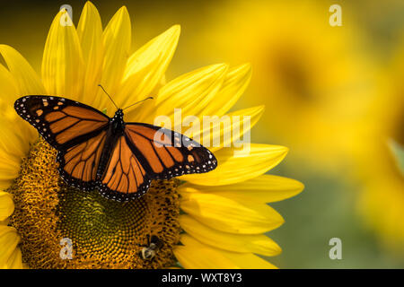 Leuchtend gelbe Sonnenblumen mit Monarch Butterfly und Bumblebee an einem sonnigen Sommermorgen Stockfoto