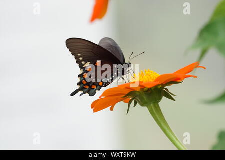 Schmetterlinge auf Blumen Stockfoto