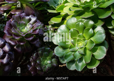 Wunderschöne Natur mit diesem Display von sukkulenten Pflanzen. Sie kommen in allen Formen, Größen und eine Vielzahl von Farben. Stockfoto