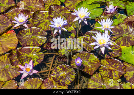 Bunt blühende Seerosen schwimmen auf einem Teich auf dem Garten des San Ysidro Ranch in Montecito, Kalifornien. Stockfoto