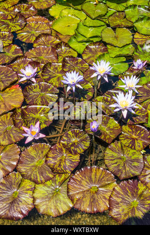 Bunt blühende Seerosen schwimmen auf einem Teich auf dem Garten des San Ysidro Ranch in Montecito, Kalifornien. Stockfoto