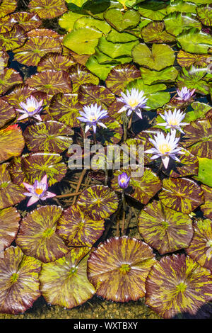 Bunt blühende Seerosen schwimmen auf einem Teich auf dem Garten des San Ysidro Ranch in Montecito, Kalifornien. Stockfoto