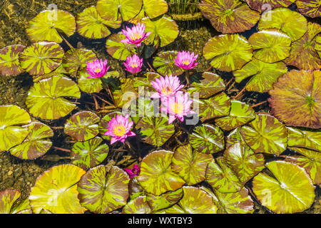 Bunt blühende Seerosen schwimmen auf einem Teich auf dem Garten des San Ysidro Ranch in Montecito, Kalifornien. Stockfoto