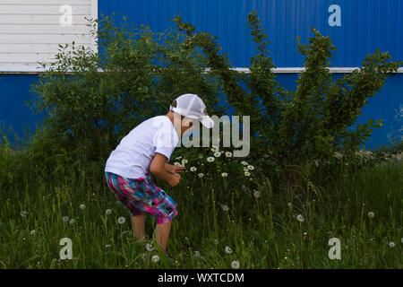 Ein kleiner Junge 4 Jahre alt im weißen T-Shirt und Shorts ist ein Bouquet von Gänseblümchen. Tag Sommer. Fertiges Konzept für die Grußkarte. Stockfoto