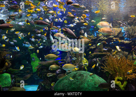 Coral Reef und bunte tropische Fische schwimmen Stockfoto