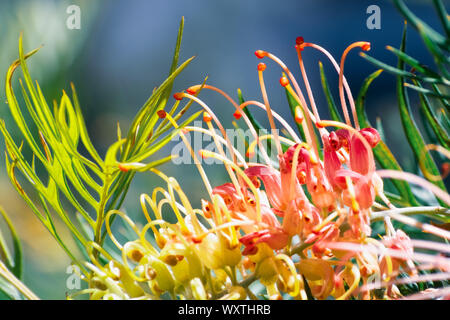 Nahaufnahme von grevillea Blume, beheimatet in Australien; gemeinsame Namen gehören grevillea, spider Blume, silky Oak und Zahnbürste Anlage Stockfoto