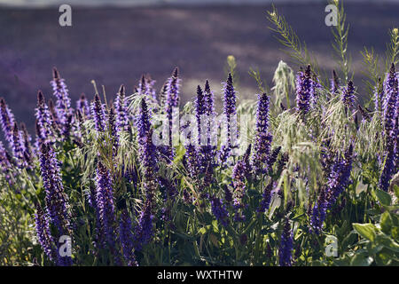 Brillant leuchten Lavendelblüten Stockfoto