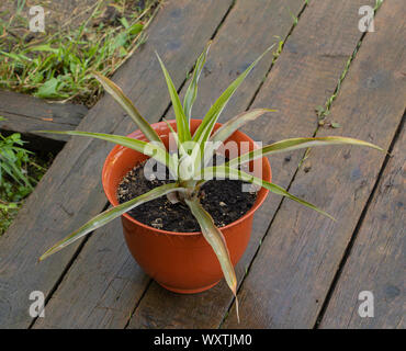 Eine Ananas Pflanze gepflanzt in einem Topf. Holz- Hintergrund. Stockfoto