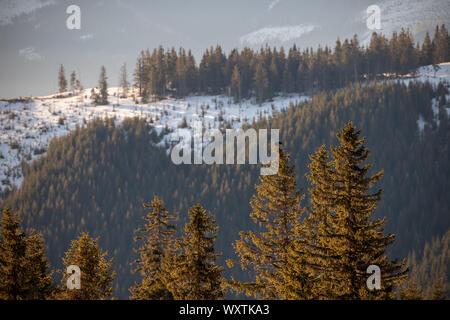 Männliche Birkhuhn, tetrao Tetrix, saß oben auf der eine Fichte, die Paarung. Stockfoto