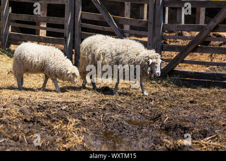 Jungen ungarischen Racka Schafe (Ovis aries) an Lászlómajor strepsiceros hungaricus, Sarród, Ungarn Stockfoto