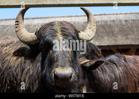 Inländische Wasserbüffel (Bubalus bubalus bubalis") Kopf Gesicht Porträt close-up an Lászlómajor, Sarród, Ungarn Stockfoto