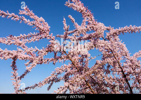 Tamarisken Baum rosa Blumen gegen blauen Himmel Tamarix Tetrandra, Tamarisk Stockfoto