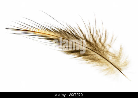 Eine Feder des North Island brown Kiwi, Apteryx Mantelli, aus Neuseeland Stockfoto