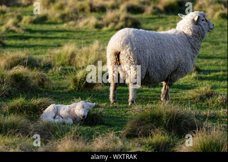 Ein mutterschaf steht in einer Koppel mit ihren lamb auf dem Boden liegend Stockfoto