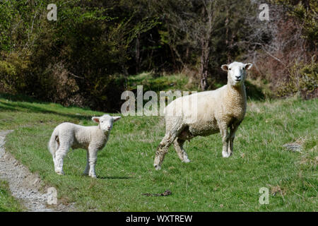 Ein Mutterschaf und Lamm stehen Seite an der Kamera Stockfoto