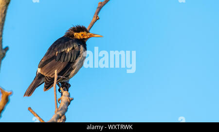 Asiatische Pied Starling hocken auf einer Stange in einer Entfernung mit blauem Himmel Hintergrund Stockfoto