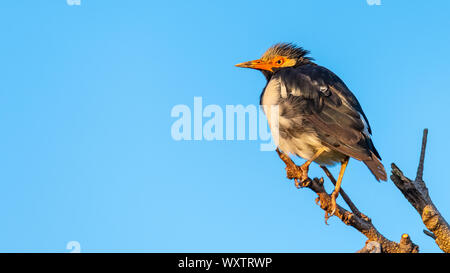 Asiatische Pied Starling hocken auf einer Stange in einer Entfernung mit blauem Himmel Hintergrund Stockfoto