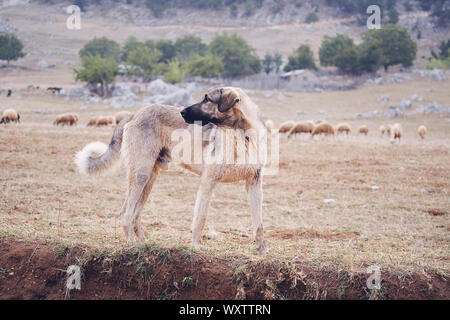 Anatolischer Hirtenhund kangal gegen grüne natürlichen Hintergrund posiert Stockfoto