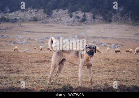 Anatolischer Hirtenhund kangal gegen grüne natürlichen Hintergrund posiert Stockfoto