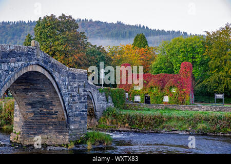 Die Virginia Creeper für die Tu Hwnt l'r Bont Teestube am Ufer des Flusses Conwy in Llanrwst, North Wales, beginnt die Farbe zu ändern, da der Herbst in setzt. Stockfoto