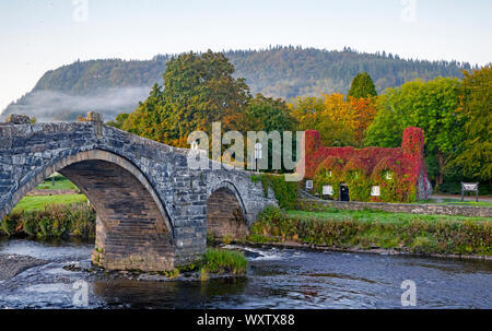 Die Virginia Creeper für die Tu Hwnt l'r Bont Teestube am Ufer des Flusses Conwy in Llanrwst, North Wales, beginnt die Farbe zu ändern, da der Herbst in setzt. Stockfoto