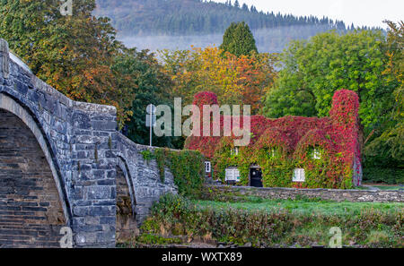 Die Virginia Creeper für die Tu Hwnt l'r Bont Teestube am Ufer des Flusses Conwy in Llanrwst, North Wales, beginnt die Farbe zu ändern, da der Herbst in setzt. Stockfoto