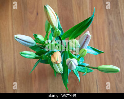 Blick hinunter auf Knospen aus pastellfarbenem Malve, Aprikose und grünen Lilien in einer Vase bereit zum blühen, Holzhintergrund Stockfoto