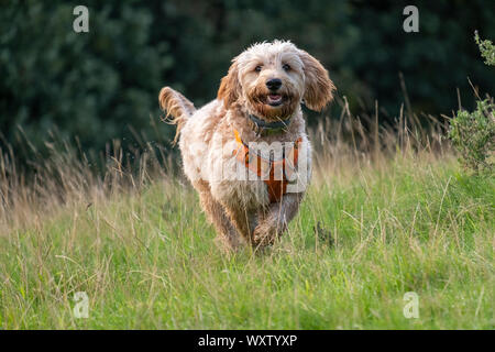 Fröhlicher, verspielter, shaggy Goldendoodle Welpen Hund in einem Kabelbaum verläuft durch ein Tau, nasse Wiese, während auf einem Spaziergang an einem schönen Sommermorgen Stockfoto