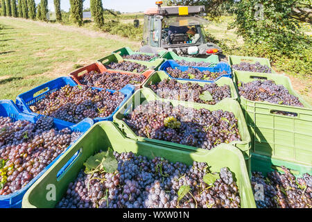 Farbigen Kunststoff Körbe mit schwarzen Trauben auf einem Anhänger und bereit zur Weinkellerei während der Ernte transportiert werden geladen gefüllt Stockfoto