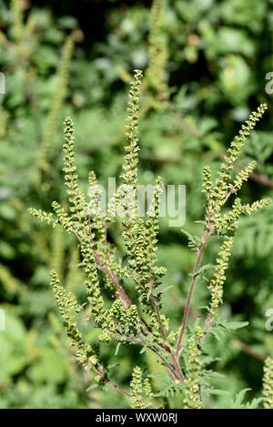 Ambrosia artemisiifolia ist eine gefaehrliche allergieausloesende, invasive Pflanze. Ambrosia artemisiifolia ist ein Allergen, invasive Pflanze, dass c Stockfoto