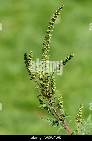 Ambrosia artemisiifolia ist eine gefaehrliche allergieausloesende, invasive Pflanze. Ambrosia artemisiifolia ist ein Allergen, invasive Pflanze, dass c Stockfoto