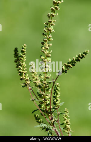 Ambrosia artemisiifolia ist eine gefaehrliche allergieausloesende, invasive Pflanze. Ambrosia artemisiifolia ist ein Allergen, invasive Pflanze, dass c Stockfoto