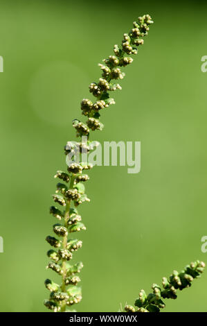 Ambrosia artemisiifolia ist eine gefaehrliche allergieausloesende, invasive Pflanze. Ambrosia artemisiifolia ist ein Allergen, invasive Pflanze, dass c Stockfoto