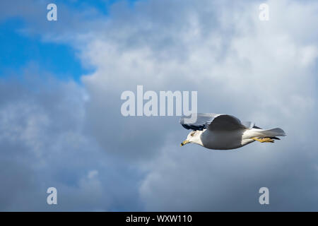 Nahe der Unterseite der Flügel und Federn von Ring-billed Gull, Larus delawarensis, im einsamen Flug auf Cape Cod, USA Stockfoto