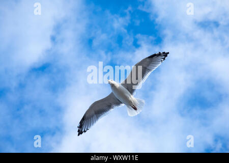 Nahe der Unterseite der Flügel und Federn von Ring-billed Gull, Larus delawarensis, Segelfliegen in einsamen Flug auf Cape Cod, USA Stockfoto