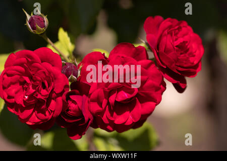 Helle rote Rosen an einem sonnigen Tag closeup Stockfoto