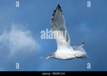 Nahe der Unterseite der Flügel und Federn von Jungfischen von Ring-billed Gull, Larus delawarensis, Segelfliegen in einsamen Flug auf Cape Cod, USA Stockfoto