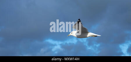 Nahe der Unterseite der Flügel und Federn von Ring-billed Gull, Larus delawarensis, im einsamen Flug auf Cape Cod, USA Stockfoto