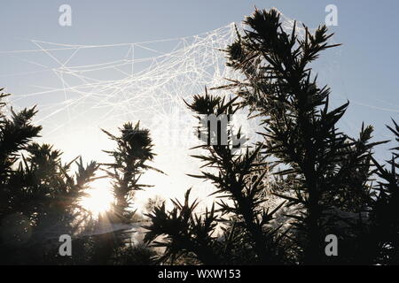 Spinnweben hängen von einem Stacheligen dornigen Pflanze mit der Sonne hinter Abfackeln Stockfoto