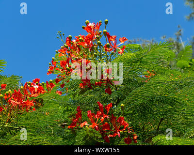 In der Nähe von einem Flame Tree in der Blüte vor einem strahlend blauen Himmel, Bermuda Stockfoto