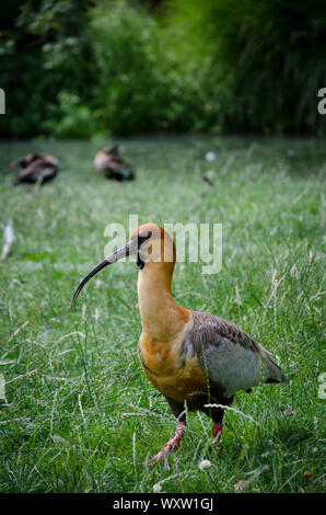 Scarlet ibis oder Eudocimus. hautnah und isolierten roten Vogel mit einem langen scharfen Schnabel Stockfoto