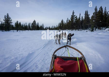 POV Bild von Hundeschlitten Fahrt in Norwegen im Winter Stockfoto