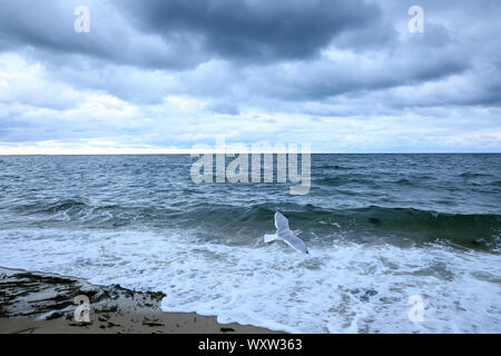 Seagull hochfliegend, als es über Nantucket Sound, Atlantik, am Harding Ufer, Cape Cod, New England, USA fliegen Stockfoto