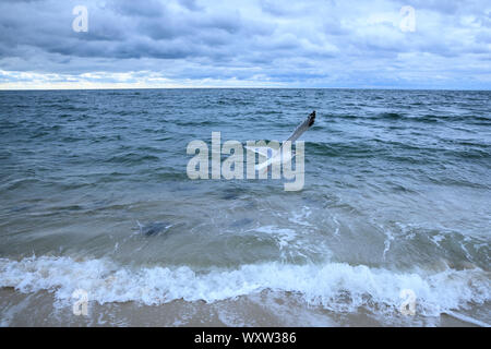 Seagull hochfliegend, als es über Nantucket Sound, Atlantik, am Harding Ufer, Cape Cod, New England, USA fliegen Stockfoto