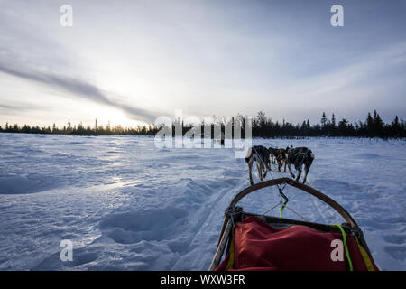 POV Bild von Hundeschlitten Fahrt in Norwegen im Winter Stockfoto