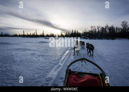 POV Bild von Hundeschlitten Fahrt in Norwegen im Winter Stockfoto