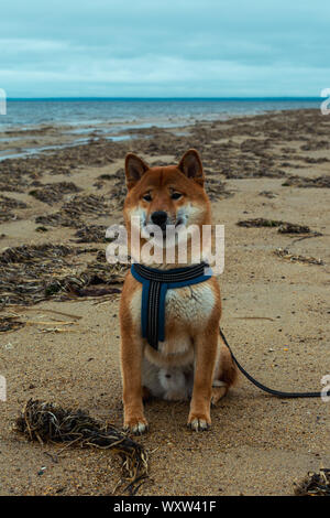 Jungen Rassehund ruht auf dem Strand. Roter shiba inu Hund in der Nähe des Ochotskischen Meeres sitzen auf der Insel Sachalin. Hund posiert vor dem Hintergrund Stockfoto