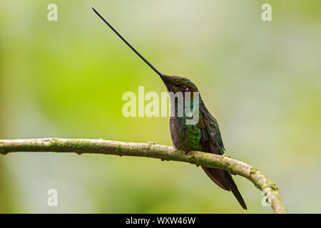 Schwert-billed Hummingbird - Ensifera ensifera, beliebten langen Schnabel hummingbird von Andinen Pisten von Südamerika, Guango Lodge, Ecuador. Stockfoto