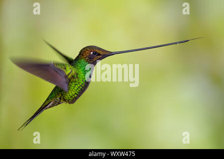 Schwert-billed Hummingbird - Ensifera ensifera, beliebten langen Schnabel hummingbird von Andinen Pisten von Südamerika, Guango Lodge, Ecuador. Stockfoto