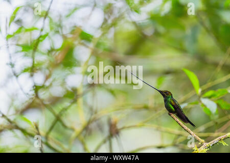 Schwert-billed Hummingbird - Ensifera ensifera, beliebten langen Schnabel hummingbird von Andinen Pisten von Südamerika, Guango Lodge, Ecuador. Stockfoto